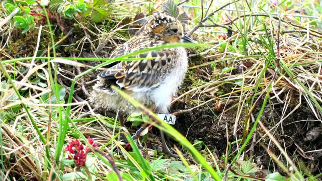 स्पून-बिल्ड सैंडपाइपर