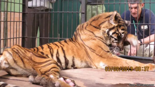 Melani Macan Sumatra