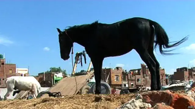 काला घोड़ा, नाल, सौभाग्यशाली, अंधविश्वास