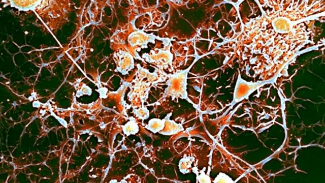 مادة المايلين