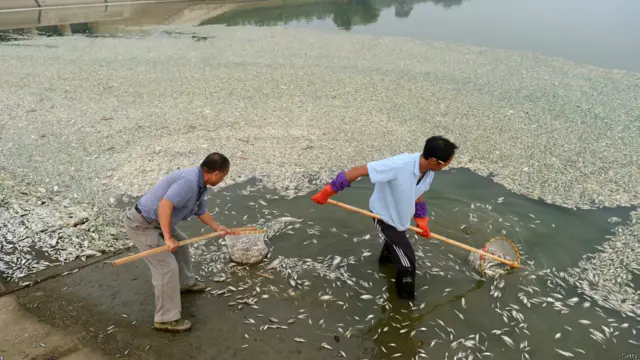 Genangan ikan mati di Cina