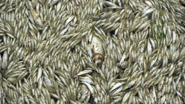 Genangan ikan mati di Cina