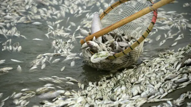 Genangan ikan mati di Cina