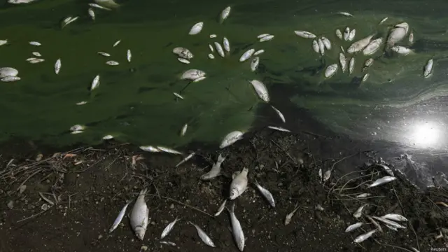 Genangan ikan mati di Cina