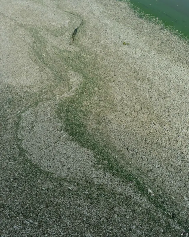 Genangan ikan mati di Cina