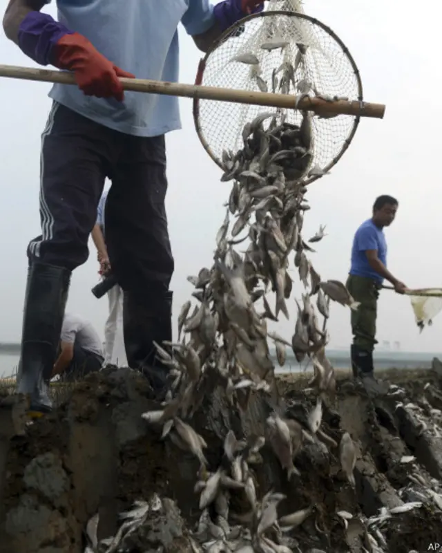 Genangan ikan mati di Cina