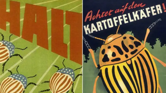 колорадські жуки