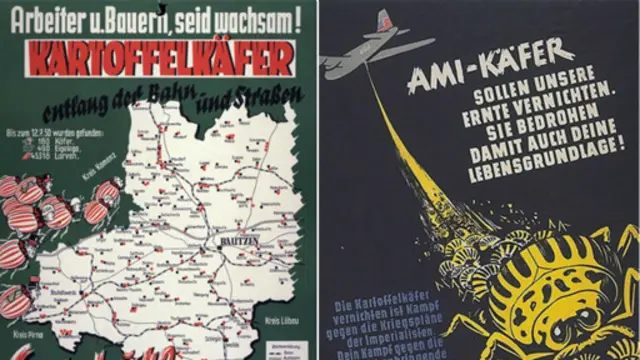 колорадські жуки