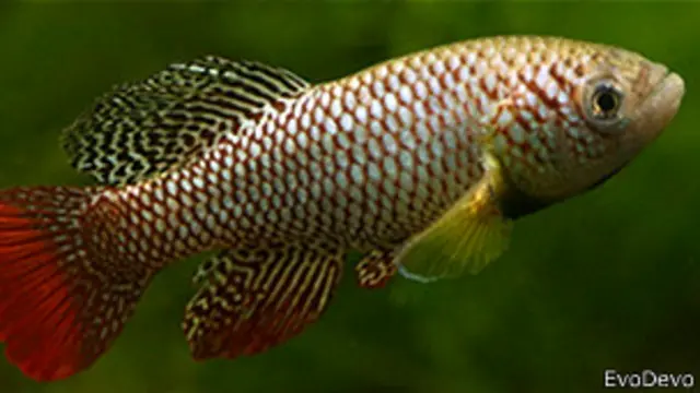 Nothobranchius furzeri