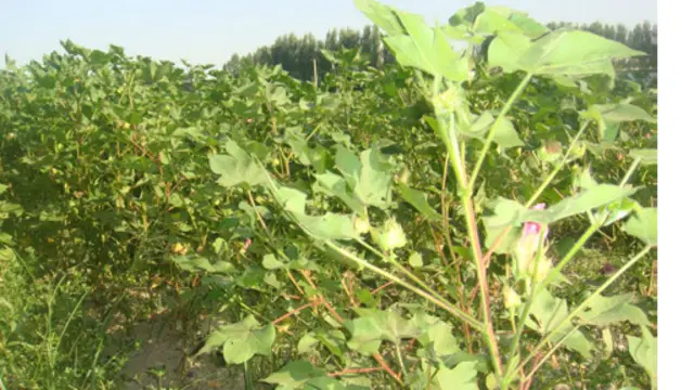 5 сентябр куни Фарғонада туширилган мана бу суратда иккинчисига экилган пахта кўчатининг гуллагани акс этган 