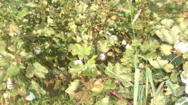 Ўзбекистондаги пахта соҳаси болалар меҳнати дохил мажбурий сафарбарликка суяниши эса, халқаро доирада танқид қилиб келинади