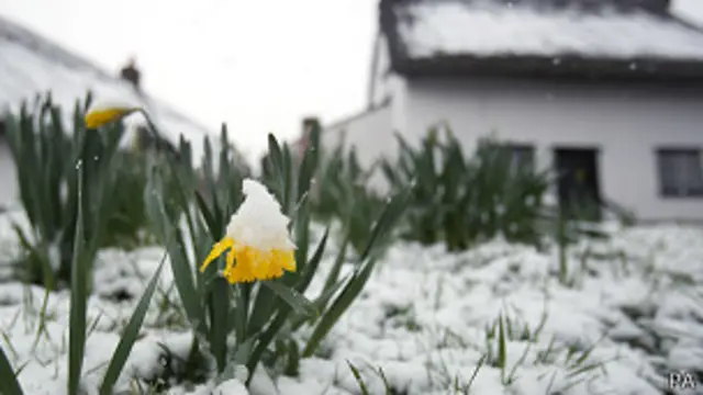 Narciso abatido por la nieve