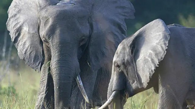وصف الحادث بأنه أسوأ حالة صيد جائر للأفيال في زيمبابوي