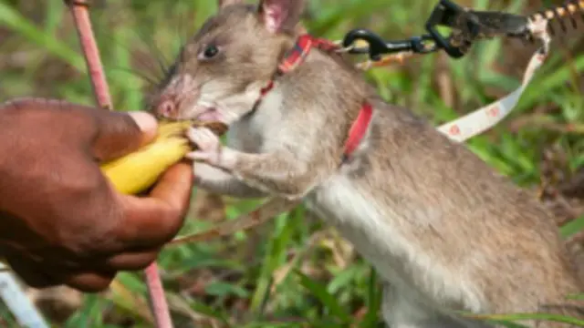 विशेषज्ञों का कहना है कि चूहों को प्रशिक्षण देना कुत्तों से आसान है
