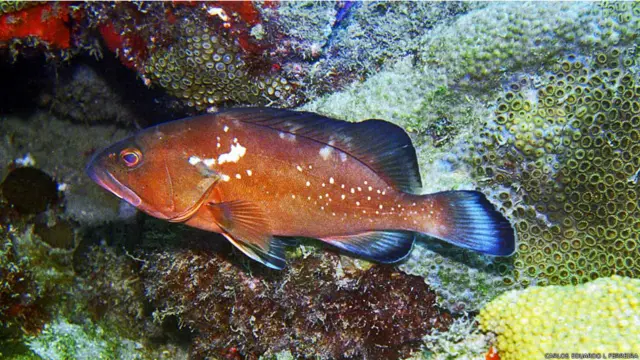 Pescadores disseram que alguns peixes, como o badejo e a garoupa, estão se tornando mais raras