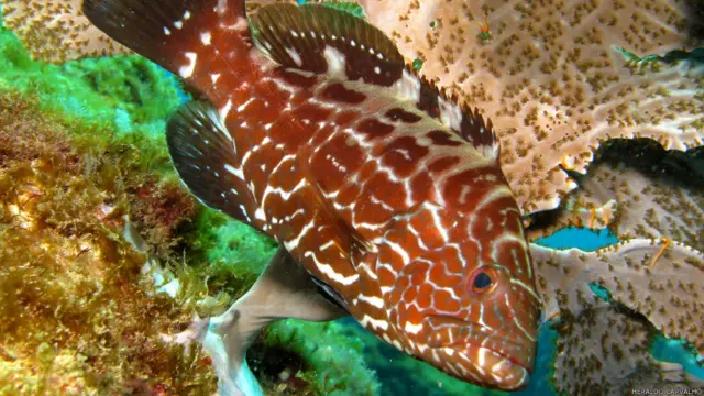 Pescadores disseram que alguns peixes, como o badejo e a garoupa, estão se tornando mais raras