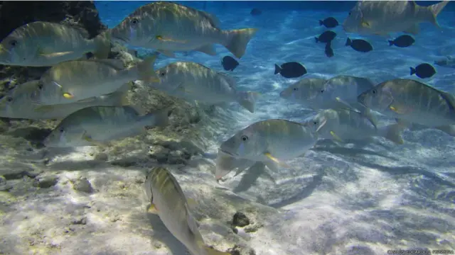 Pescadores disseram que alguns peixes, como o badejo e a garoupa, estão se tornando mais raras