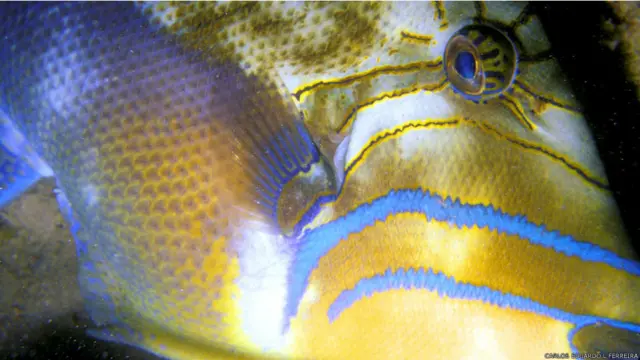 Pescadores disseram que alguns peixes, como o badejo e a garoupa, estão se tornando mais raras