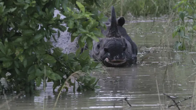 असम में बाढ़ प्रभावित गैंडा