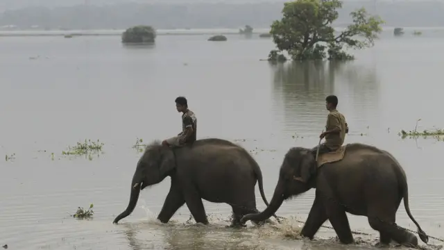 असम, बाढ़, हाथी और महावत