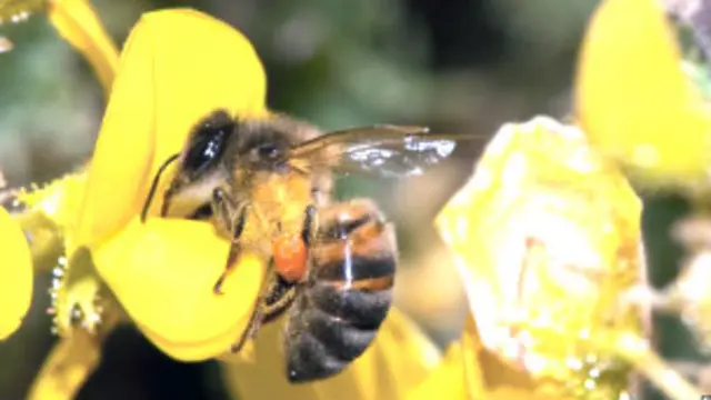 Abeja sobre una flor
