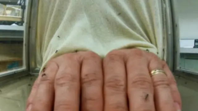 Рука та комарі