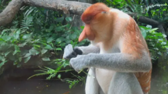 Anak dinilai memiliki hubungan dengan alam jika mereka menghargai hidup berbagai spesies. 