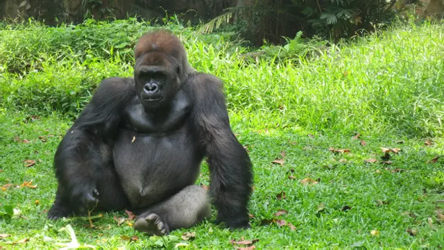 Ketiga, bebas dari rasa sakit, luka, atau penyakit.