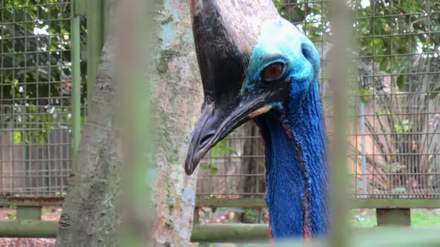 Lima kebebasan satwa dikenal dengan Five of Freedom dicetuskan sejak 1992 di Inggris. 