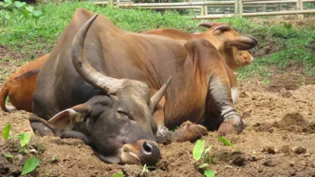 Kelima, bebas dari rasa stres dan tertekan.