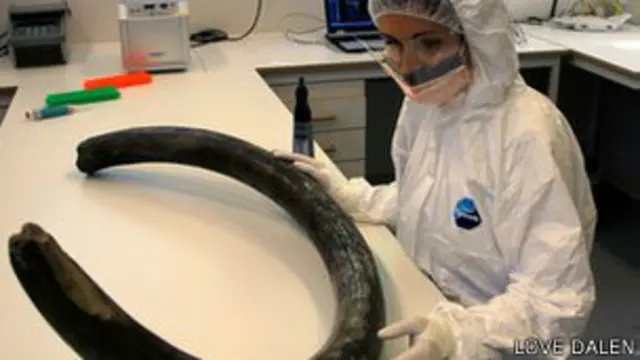 मैमथ, मौसम