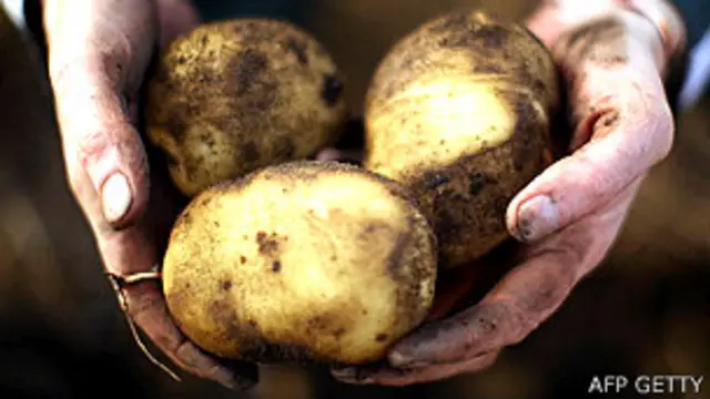 Papas recién cosechadas en las manos de un agricultor 