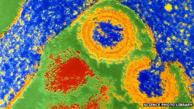 молекула siv