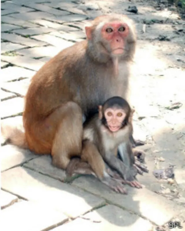 Макака-резус