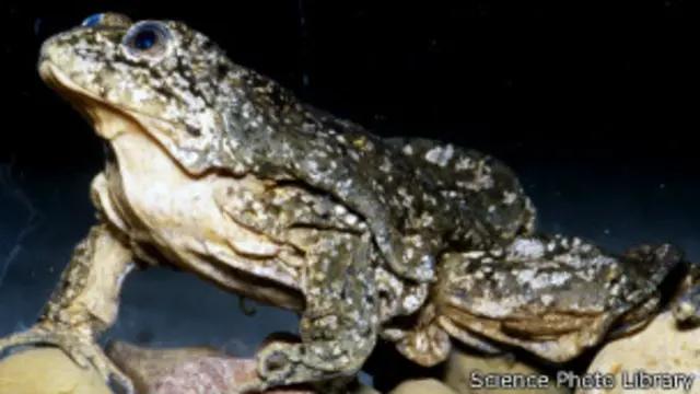 Титикакская лягушка