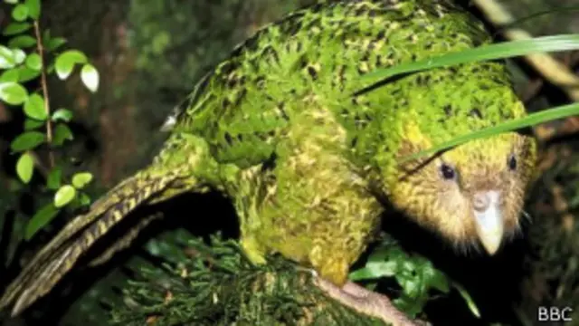 Попугай какапо