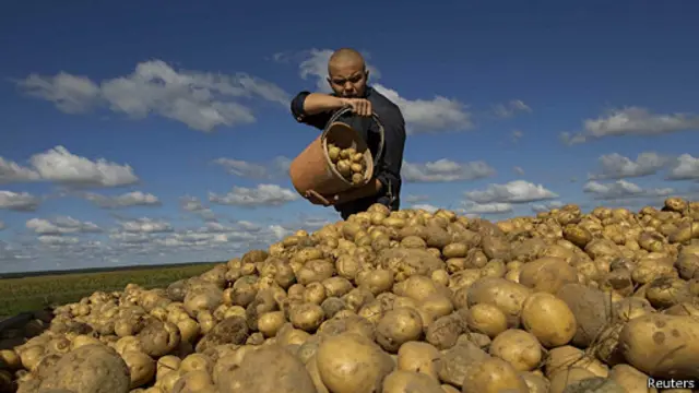 hombre recoge papas en Ucrania