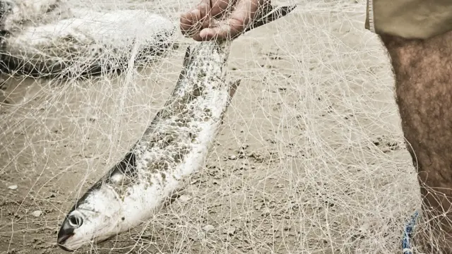 O pescador tenta liberar a tainha capturada pela rede e pela lente de Hermes Jair Daniel, na praia do Campeche, em Florianópolis, Santa Catarina. 