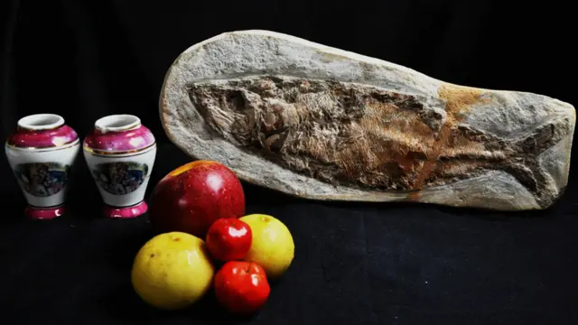 A natureza morta, na composição enviada por John Bernardes Justiniano, mostra um peixe fossilizado.