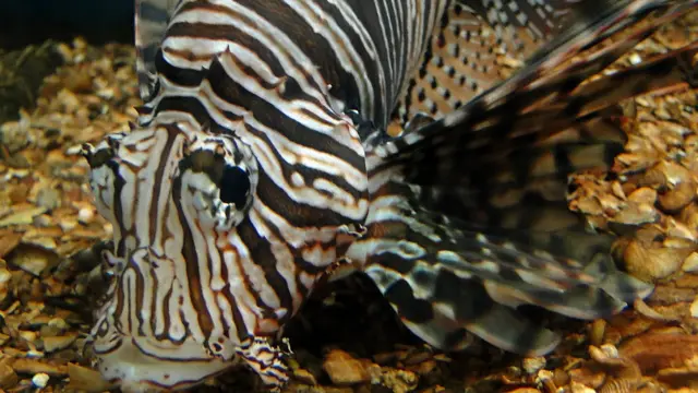 As listras impressionantes do peixe-leão, em mais uma foto enviada por Marcelo de Barros Pimentel. 