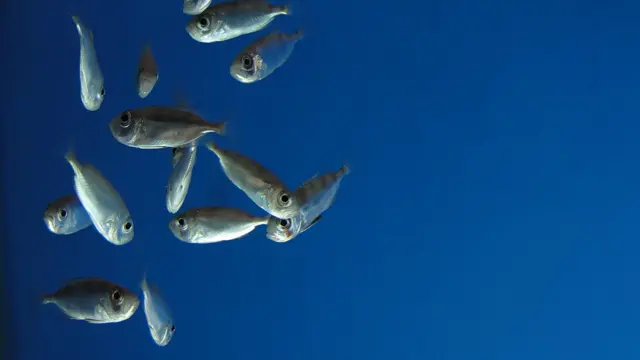 Na foto enviada pelo leitor Marcelo de Barros Pimentel, o prateado dos peixes contrasta com o fundo azul da água do aquário da cidade de Guarapari, Espírito Santo.
