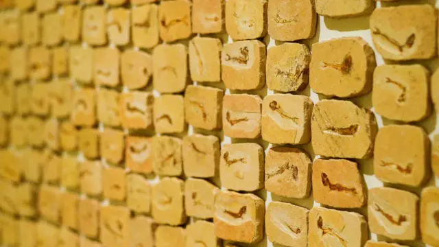 Os peixes fossilizados fotografados por
Thiago Anastácio na cidade de Nova Olinda, Ceará. 