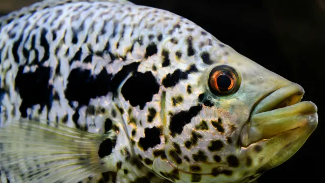 Para o leitor Luis Gustavo Viotti, o peixe lhe olhava como se perguntasse onde fica a saída do aquário de Piracicaba para conseguir a liberdade.
