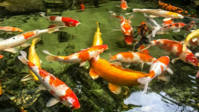 Shirlei Tatsukawa capturou o colorido das carpas num jardim de Holambra, Paraná. 