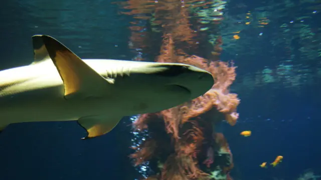 Em primeiro plano na fotografia de Nelson Garcia Perandréa, o tubarão "reina" supremo no aquário da cidade de Salzburgo, na Áustria.