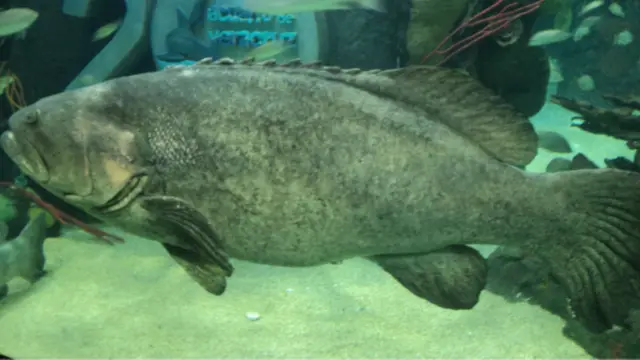 A foto, tirada no aquário da cidade de Veracruz, no México, foi enviada por Marcos Nicasso de Oliveira, que nos garante que o peixe tinha cerca de 3 metros de comprimento. 