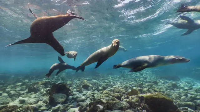 Galápagos por Google Street View