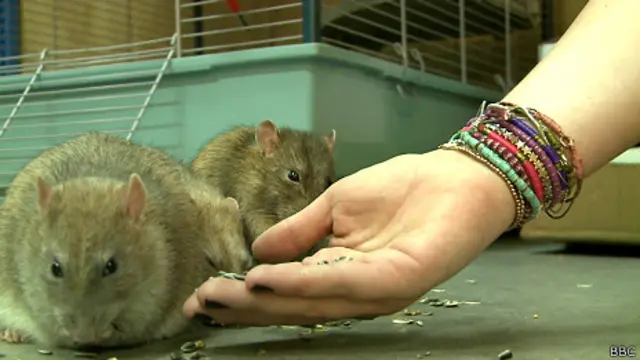 Ratazana 'detetive' em laboratório holandês. Foto: reprodução de vídeo