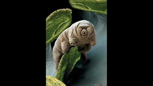 Foto: Tardigrade, or Water Bear, 2010, by Nicole Ottawa, Eye of Science, Germany. A digitally-coloured scanning electron micrograph image of the tiny invertebrate, found on moss in Crater Lake, Tanzania