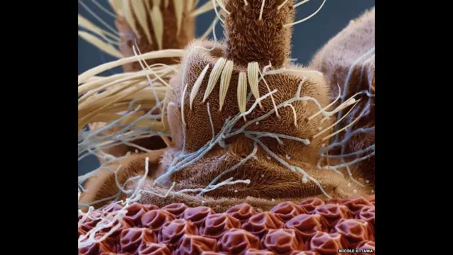 Foto: Beauveria bassiana by Nicole Ottawa